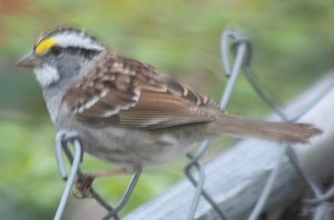 WhiteThroatedSparrow