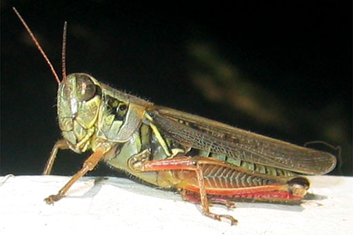 IMG_4966.rotated135andcropped.web IMG_4966.rotated135andcropped.web