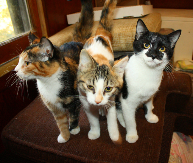 IMG_0951.kittens.648wide